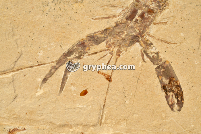 Ecrevisse fossile (détail) - gryphea.com